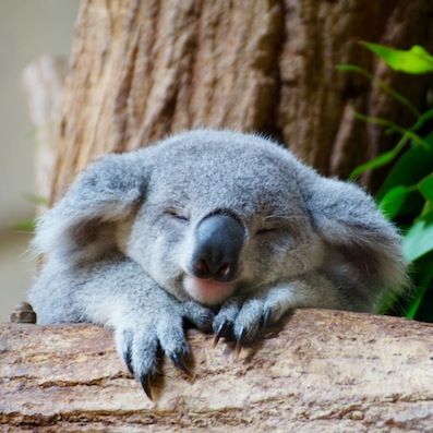 tl_files/auvisaru/images/Australian alphabet/Koala1.jpg